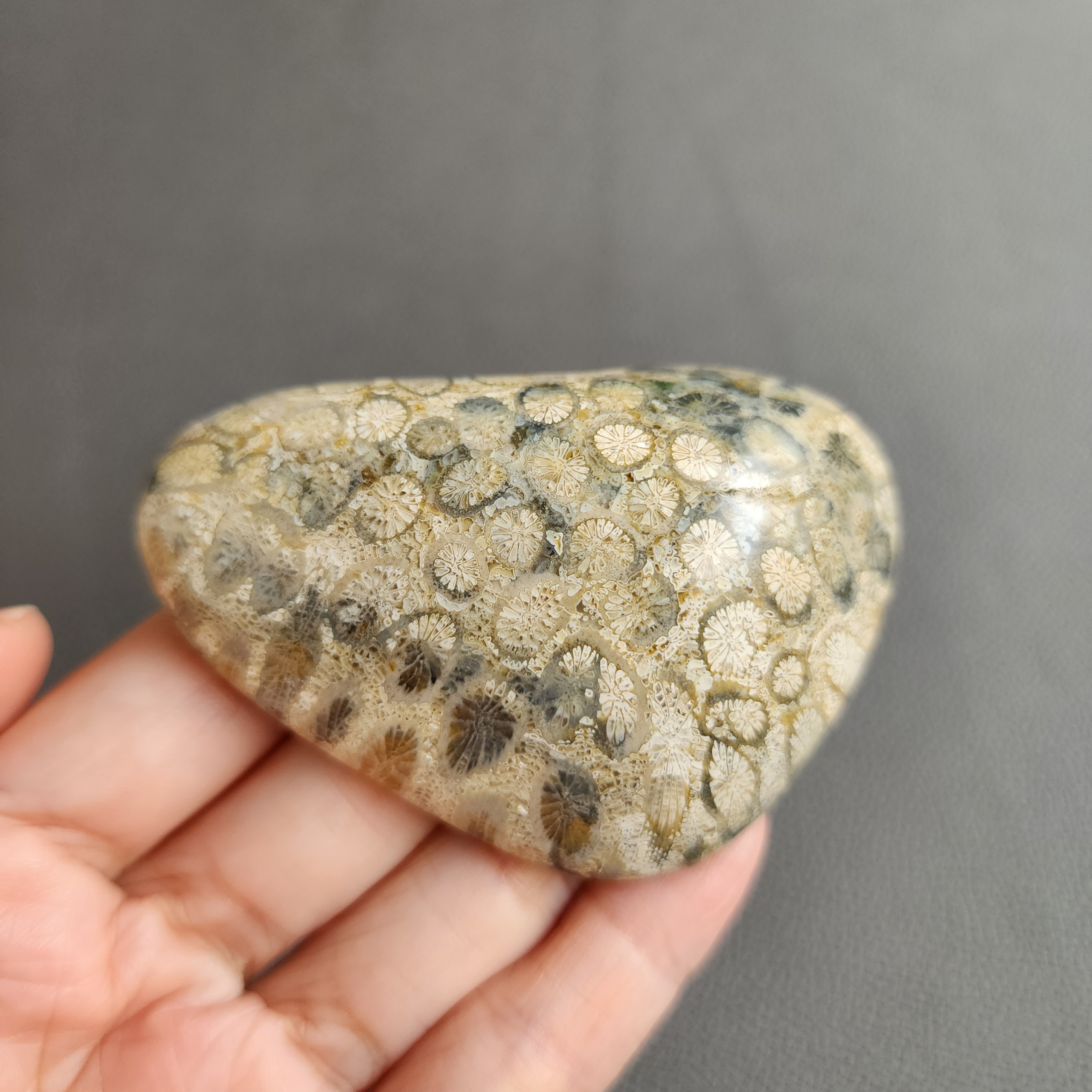 20240412_123112 Fossilized Coral Slab C1035