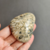 20240412_123120 Fossilized Coral Slab C1035