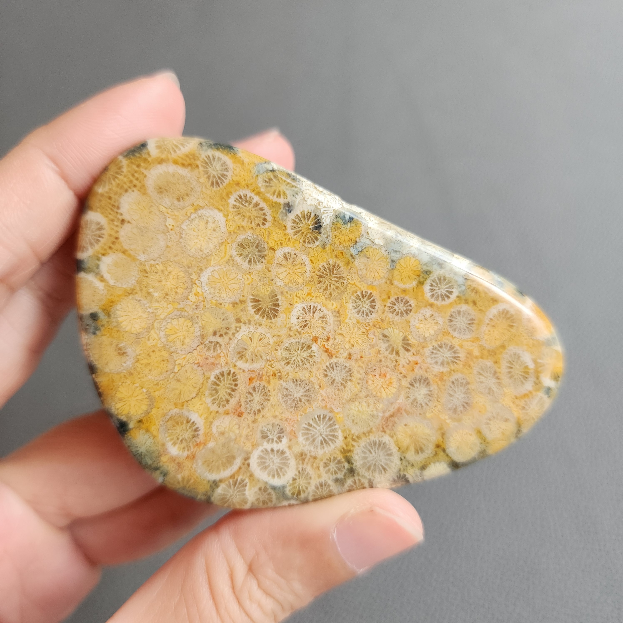 20240412_123130 Fossilized Coral Slab C1035