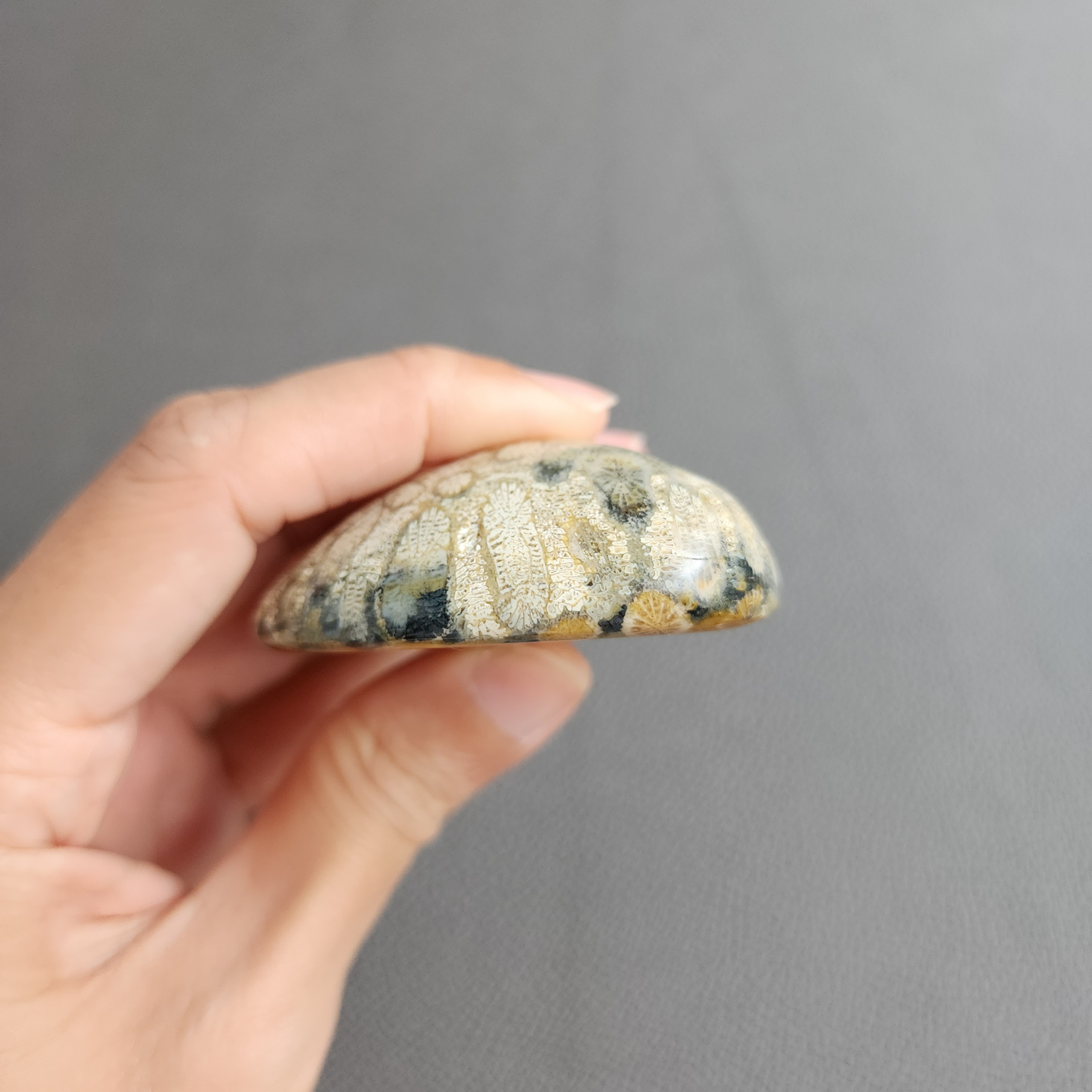 20240412_123143 Fossilized Coral Slab C1035