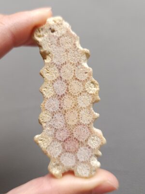 Fossilized Coral Slab C1198