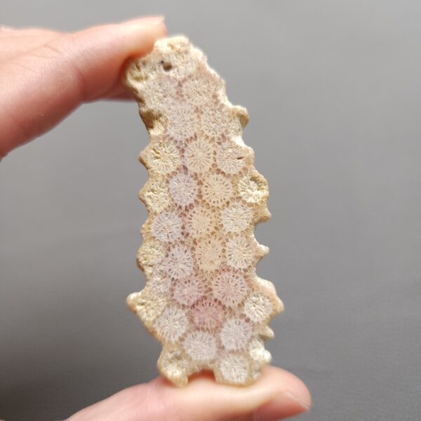 Fossilized Coral Slab C1198