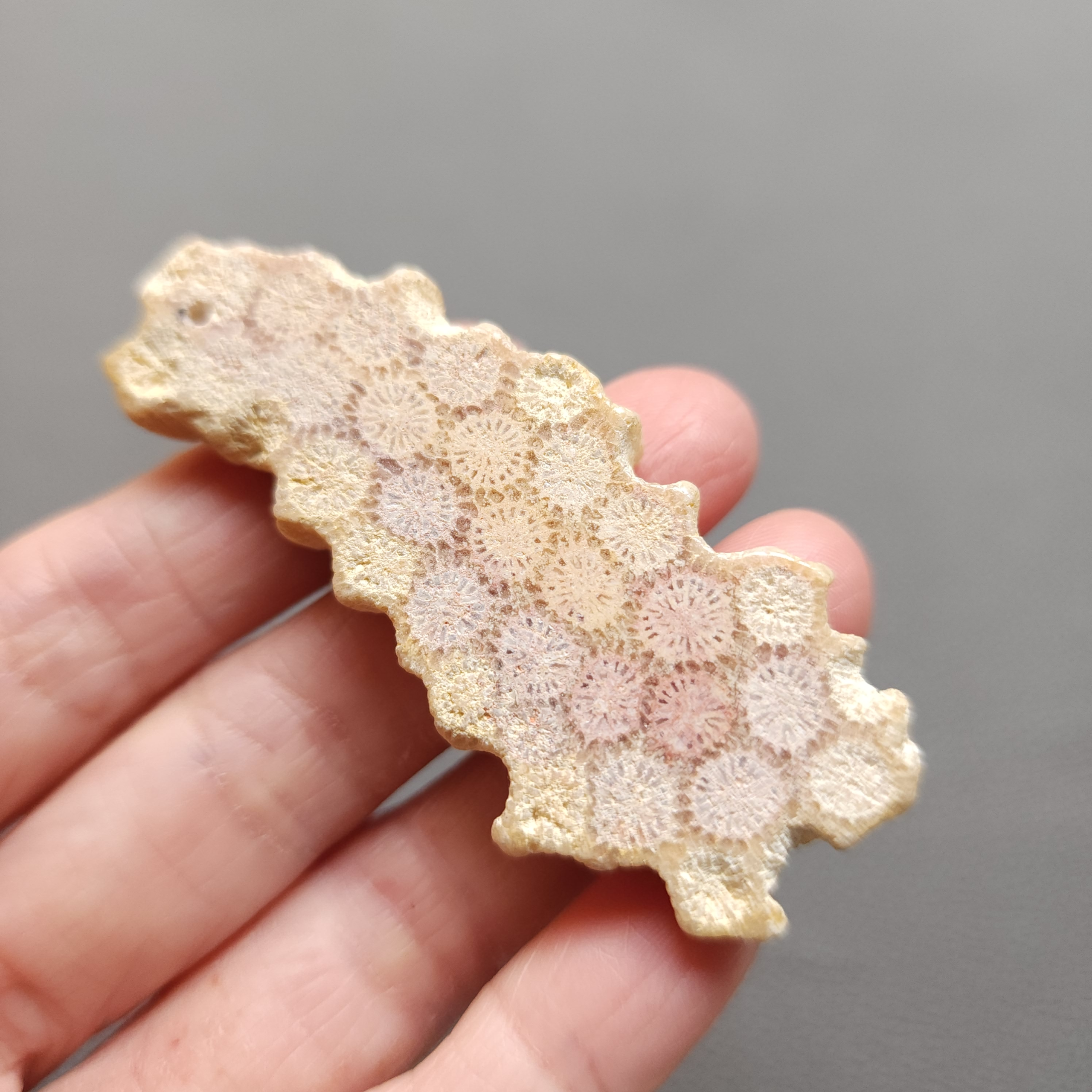 20250107_132249 Fossilized Coral Slab C1198