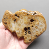 Fossilized Coral Slab C1211