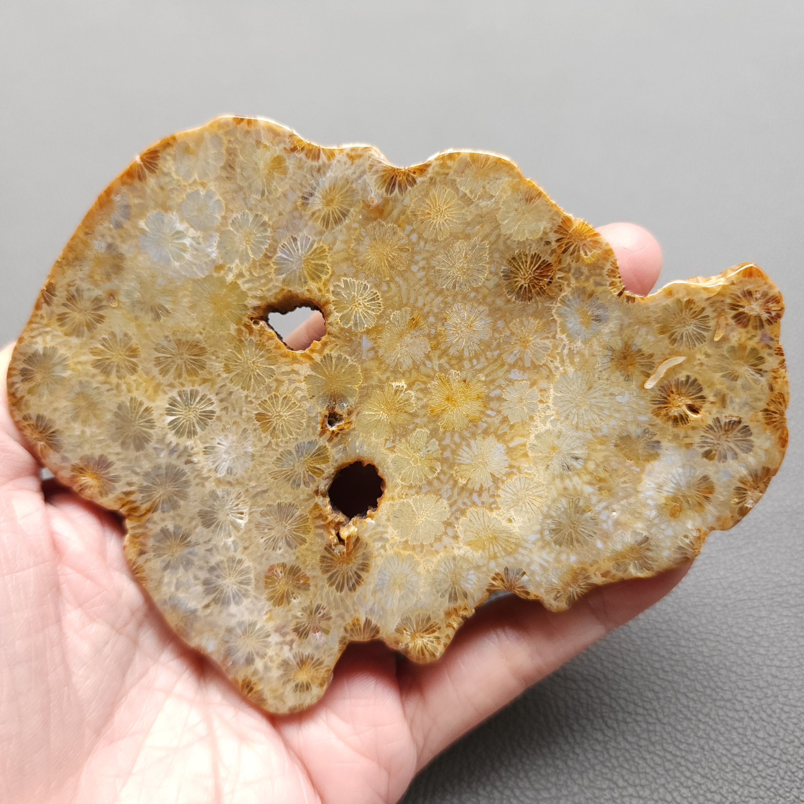 Fossilized Coral Slab C1211