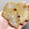 Fossilized Coral Slab C1211