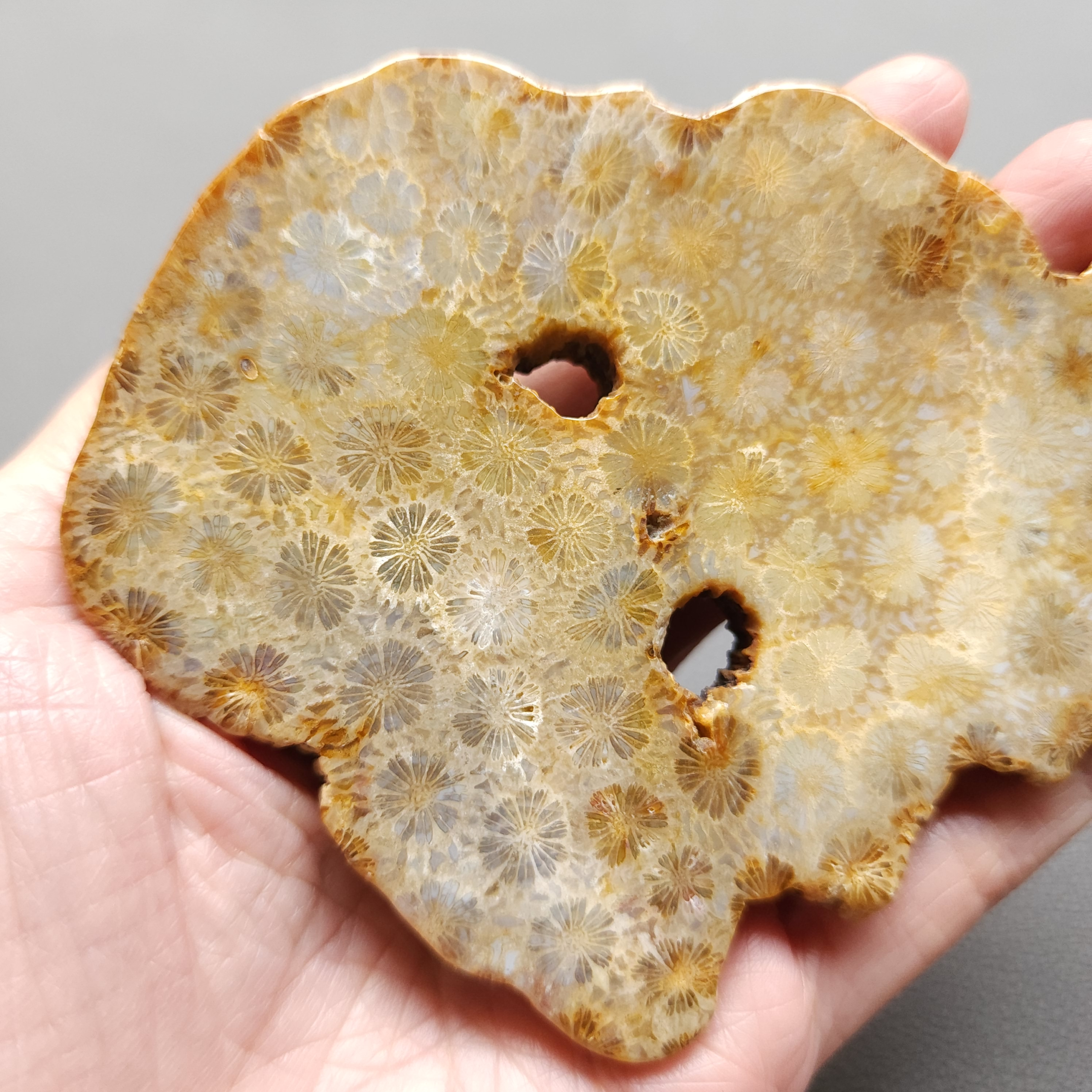 Fossilized Coral Slab C1211