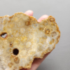 Fossilized Coral Slab C1211