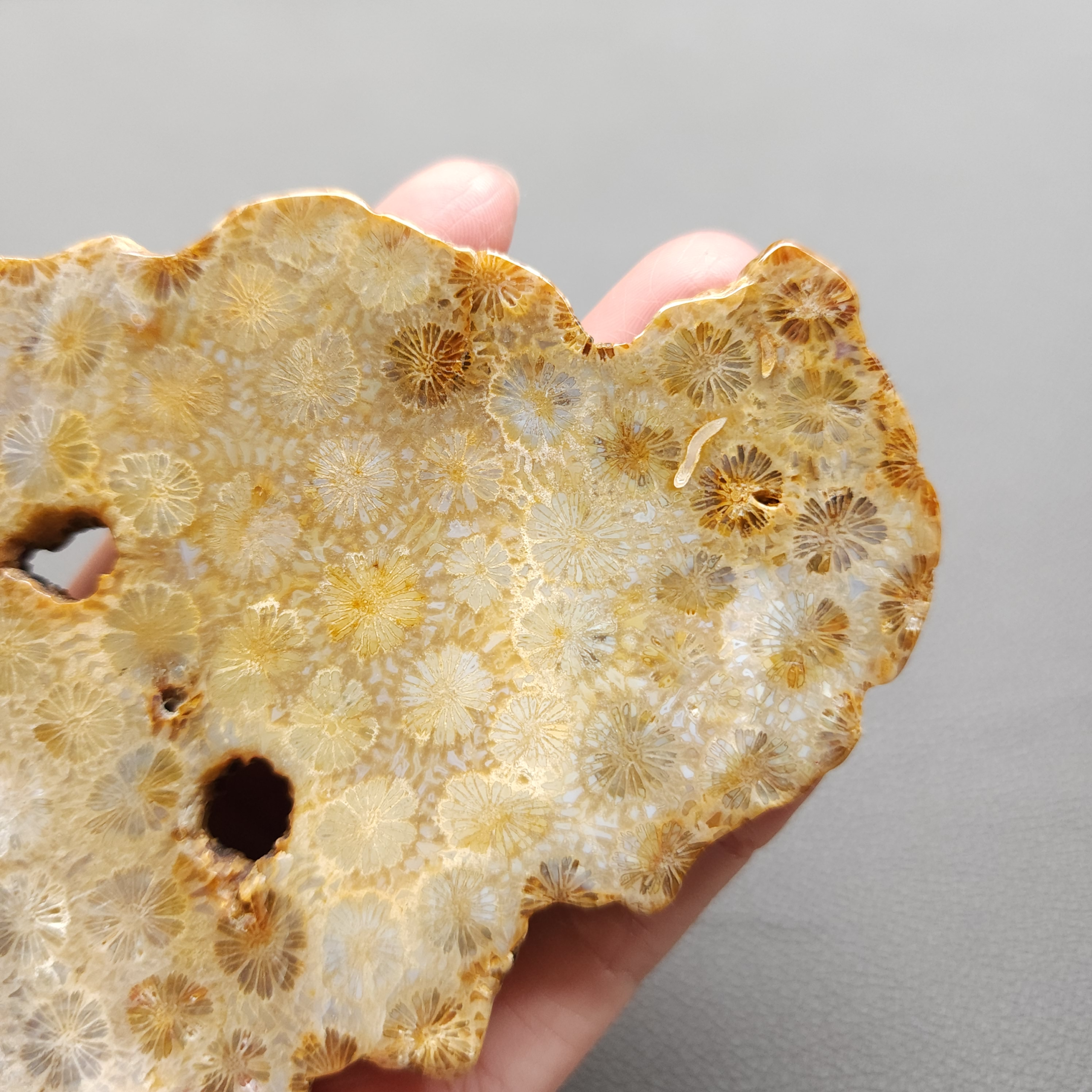 Fossilized Coral Slab C1211