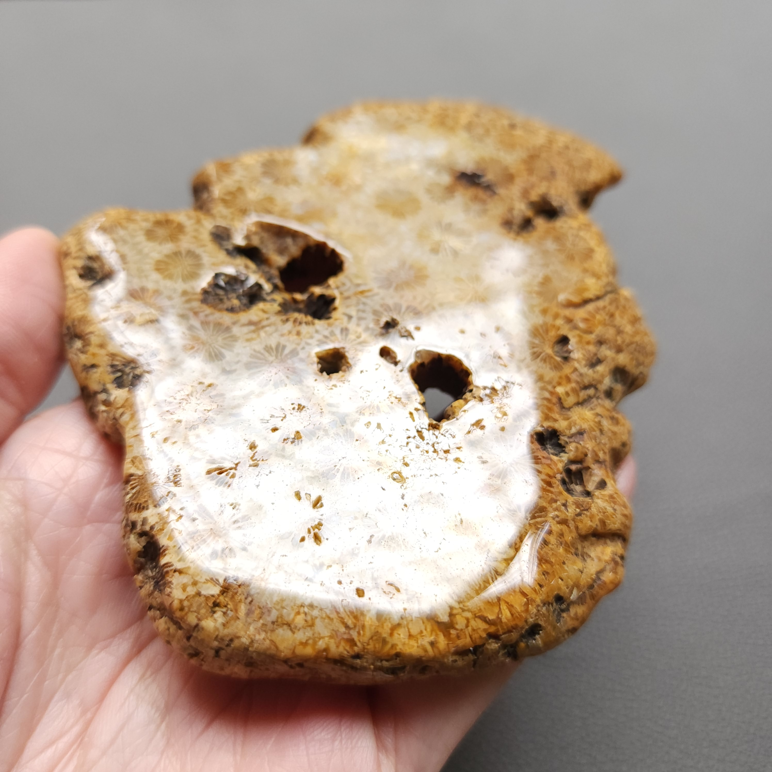 Fossilized Coral Slab C1211