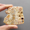 Fossilized Coral Slab C1208