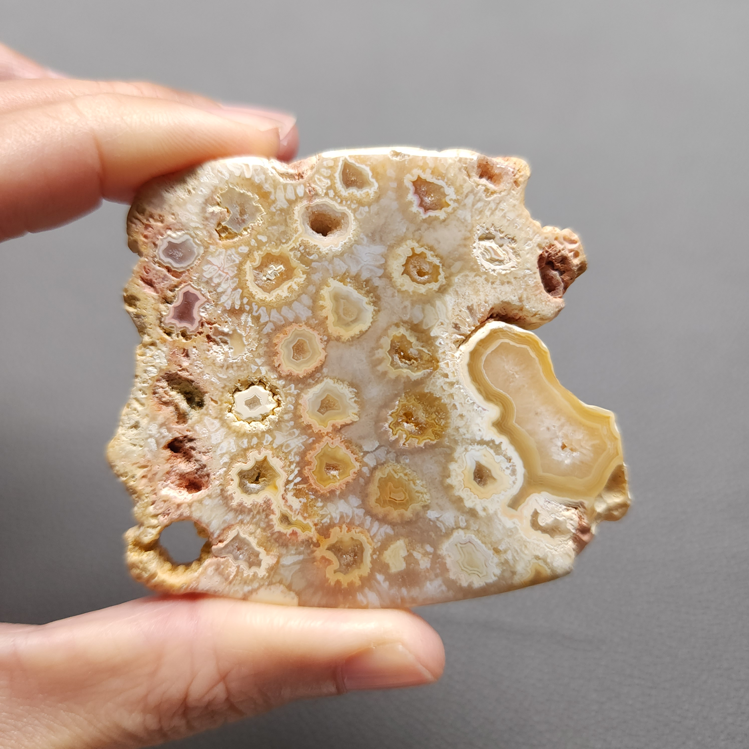 Fossilized Coral Slab C1208