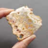 Fossilized Coral Slab C1208