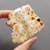 Fossilized Coral Slab C1208