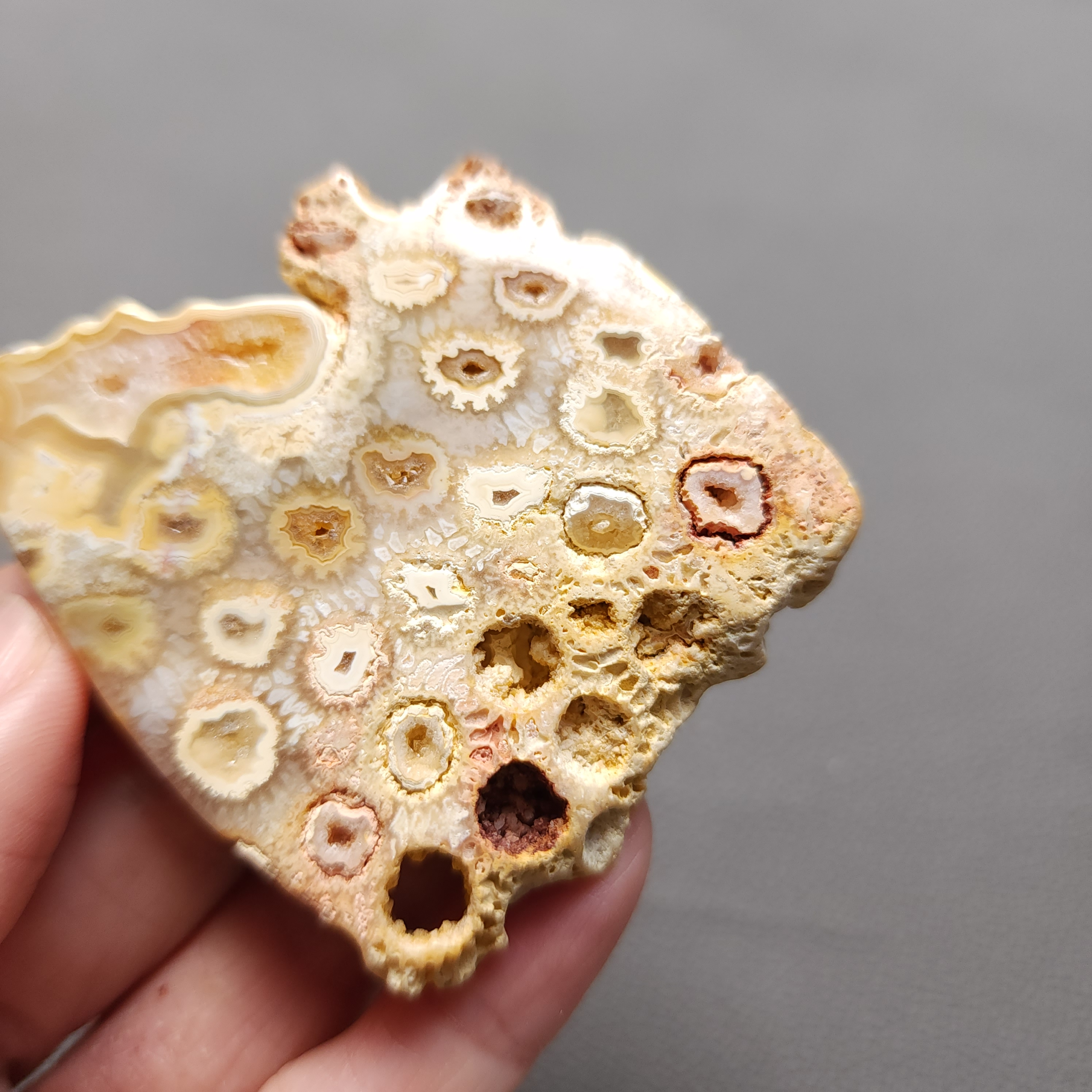 Fossilized Coral Slab C1208