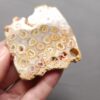Fossilized Coral Slab C1208