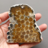 Fossilized Coral Slab C1217