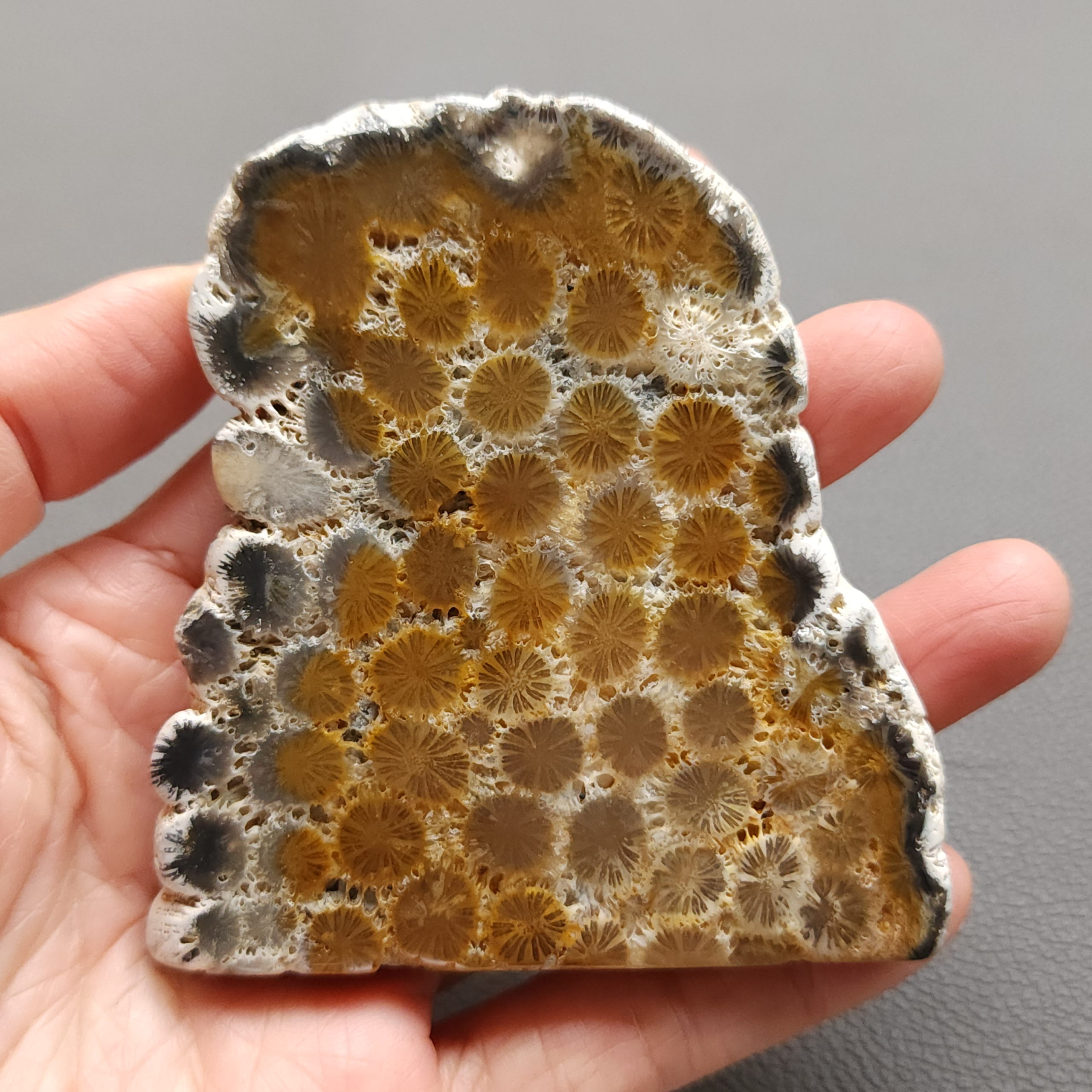Fossilized Coral Slab C1217