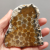 Fossilized Coral Slab C1217