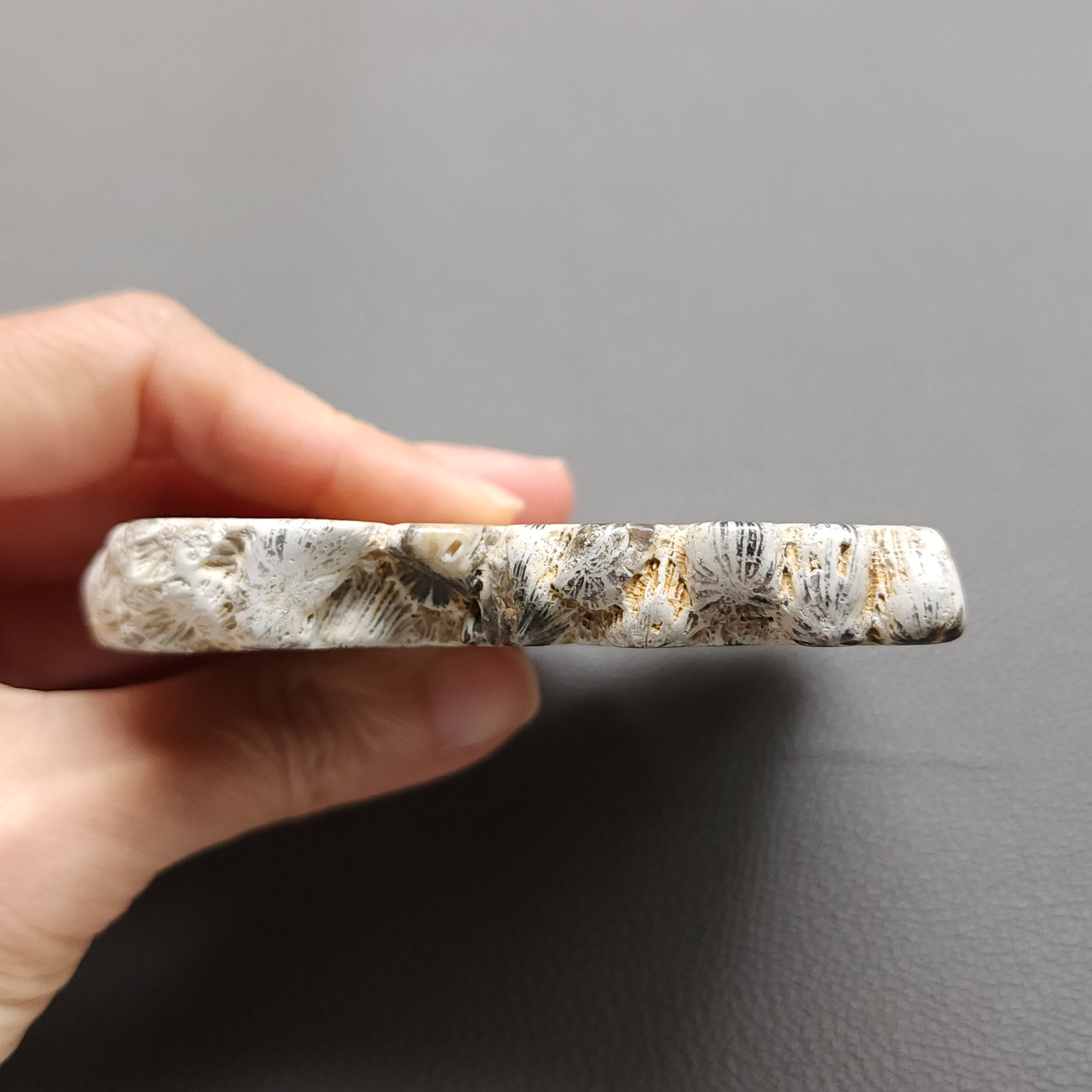 Fossilized Coral Slab C1217