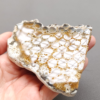 Fossilized Coral Slab C1217