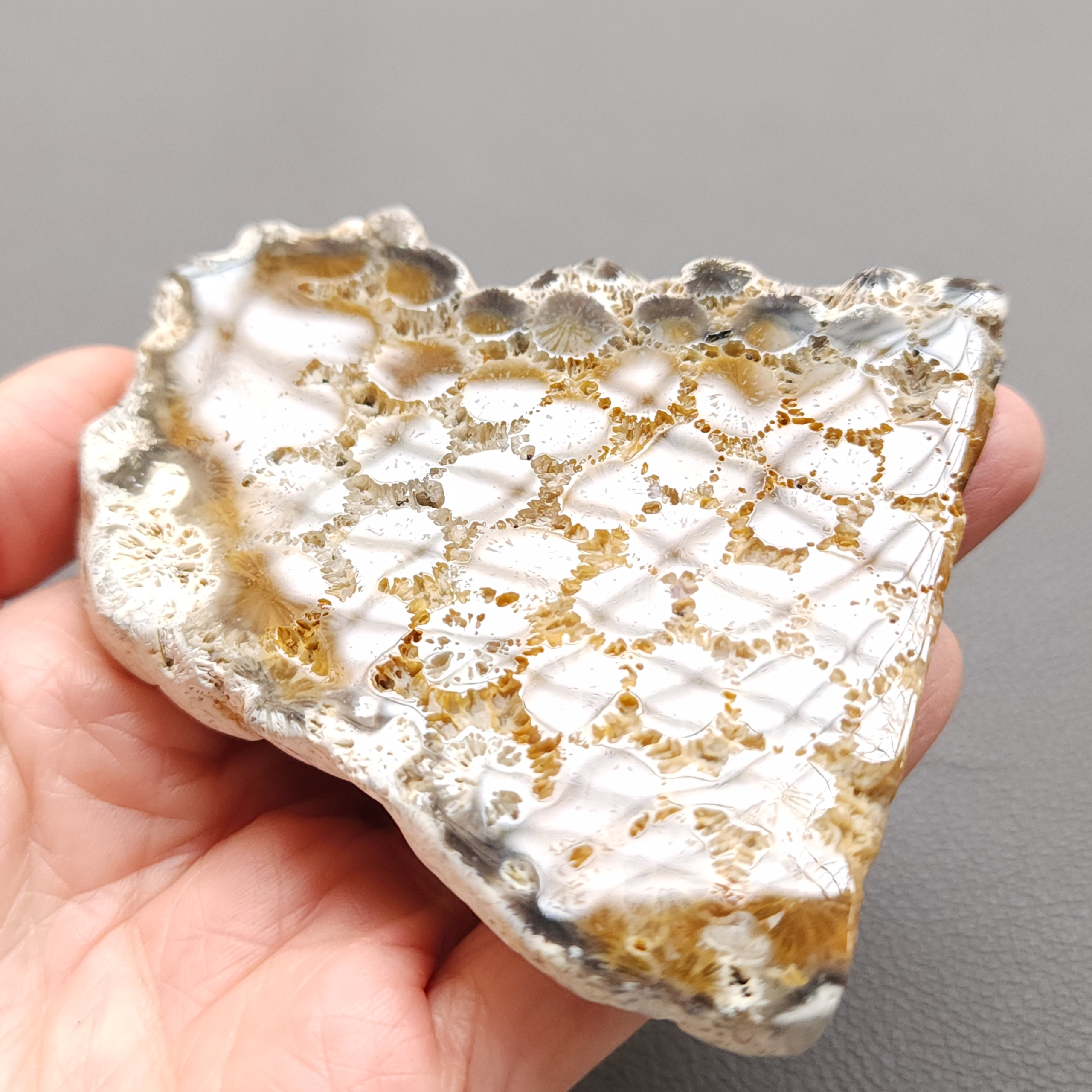 Fossilized Coral Slab C1217