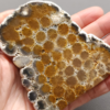 Fossilized Coral Slab C1217
