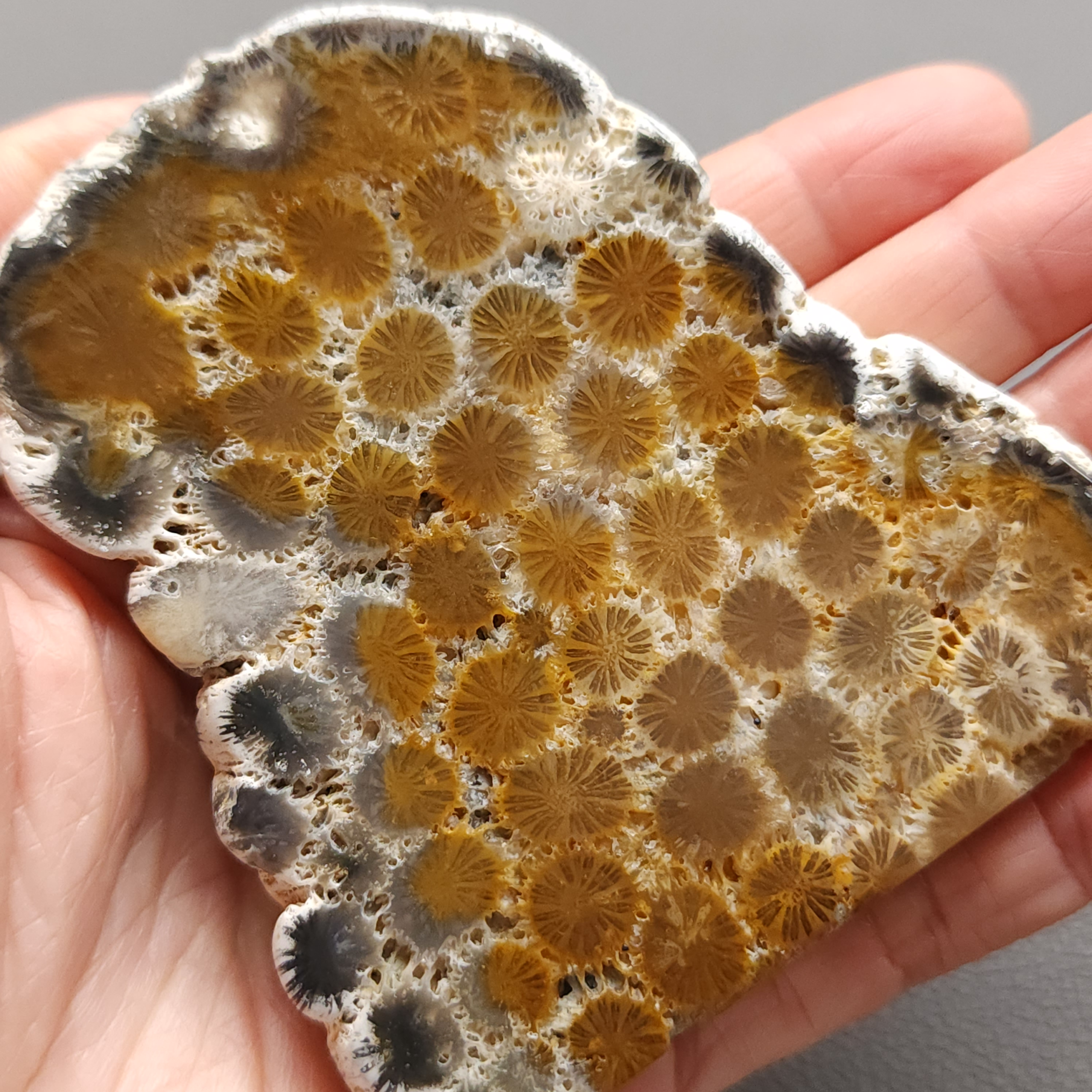 Fossilized Coral Slab C1217