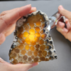 Fossilized Coral Slab C1217