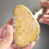 CORA1035 - frame at 0m29s Fossilized Coral Slab C1035