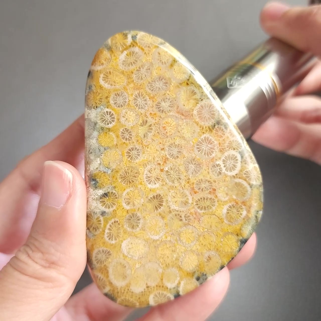 CORA1035 - frame at 0m29s Fossilized Coral Slab C1035