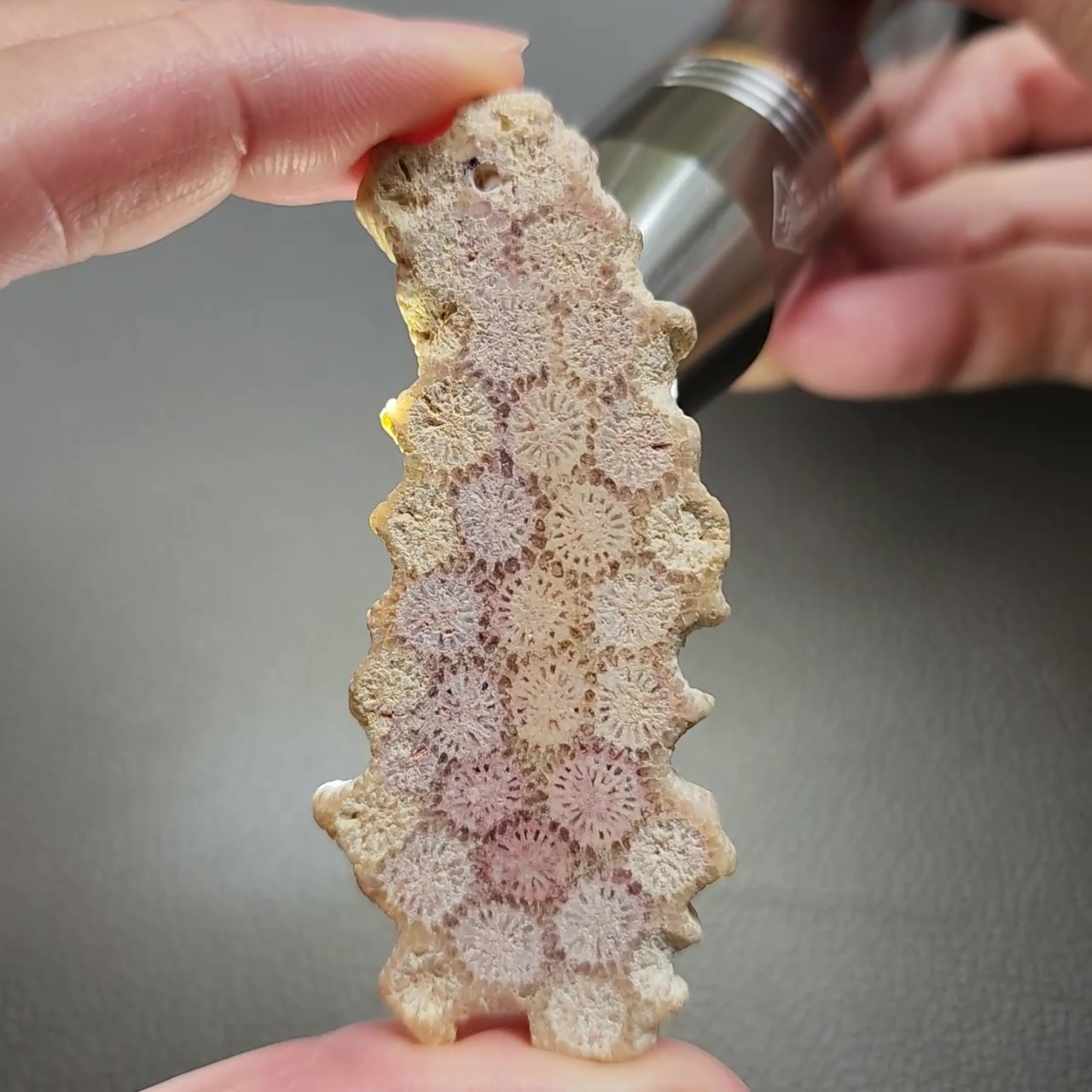 CORA1198 - frame at 0m24s Fossilized Coral Slab C1198