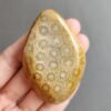 20240412_122003 Fossilized Coral Freeform Piece C1031