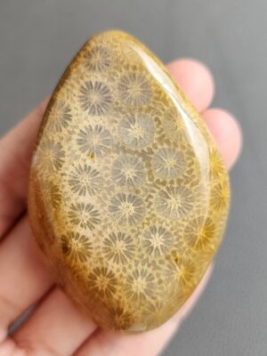 20240412_122003 Fossilized Coral Freeform Piece C1031