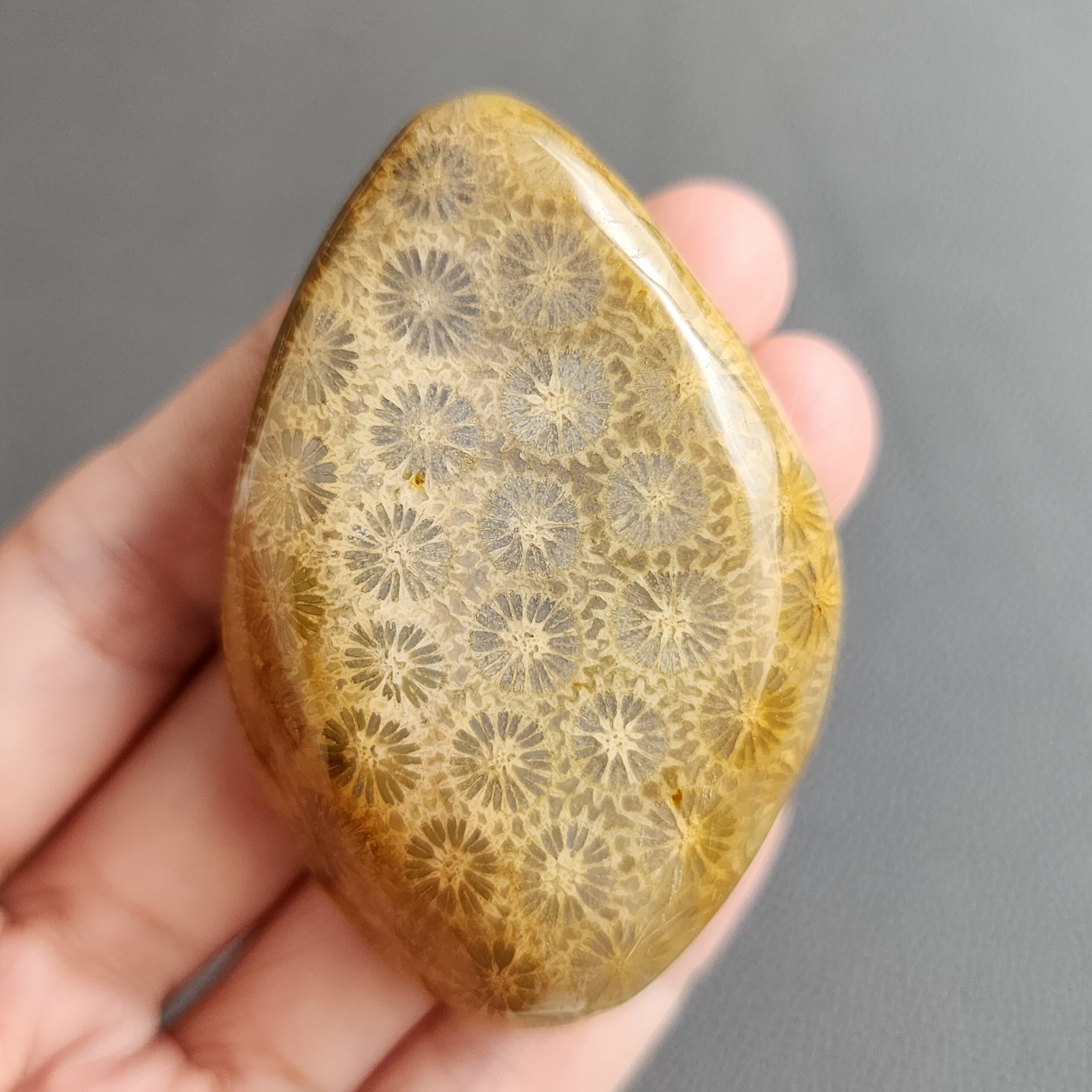 20240412_122003 Fossilized Coral Freeform Piece C1031