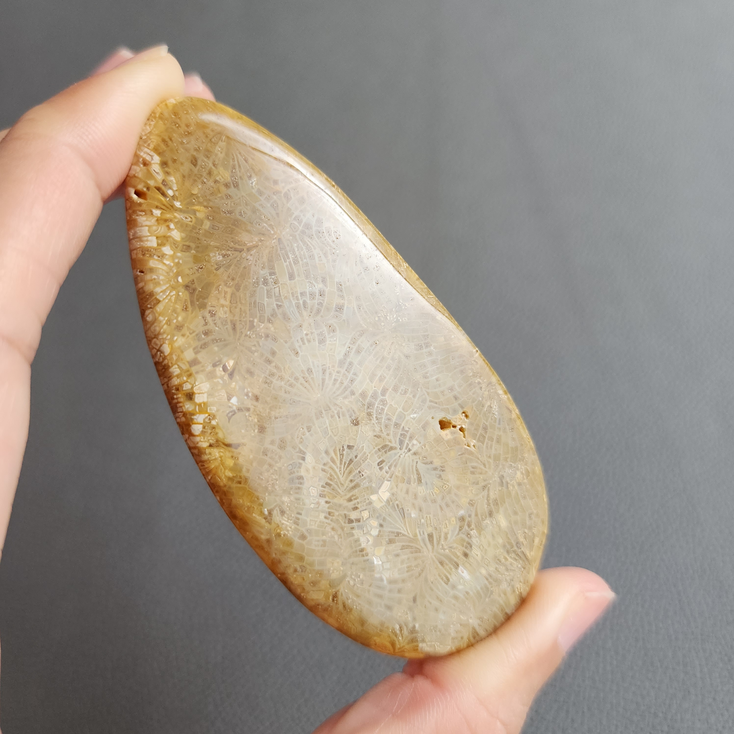 20240412_122420 Fossilized Coral Slab C1032