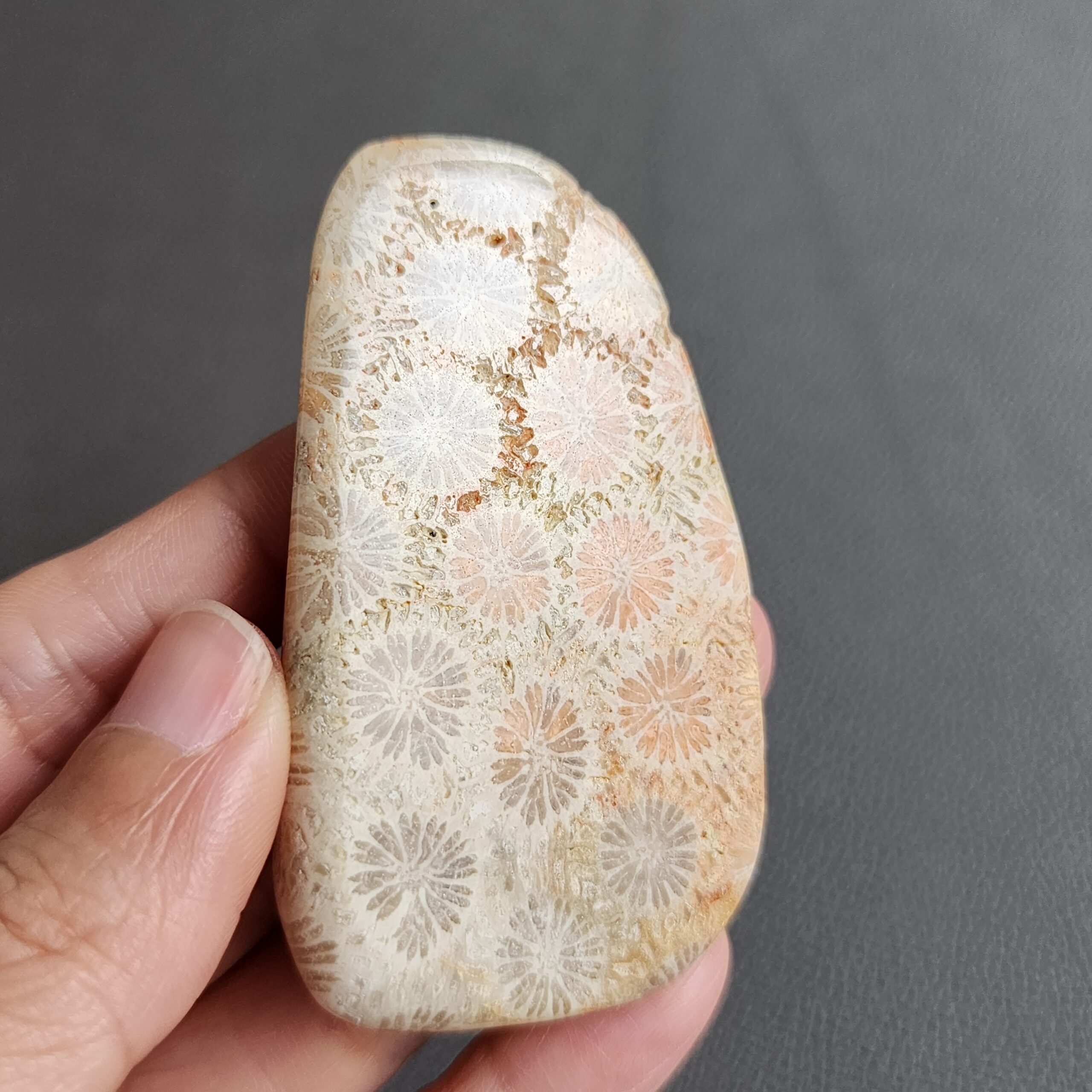 Fossilized Coral Slab C1033