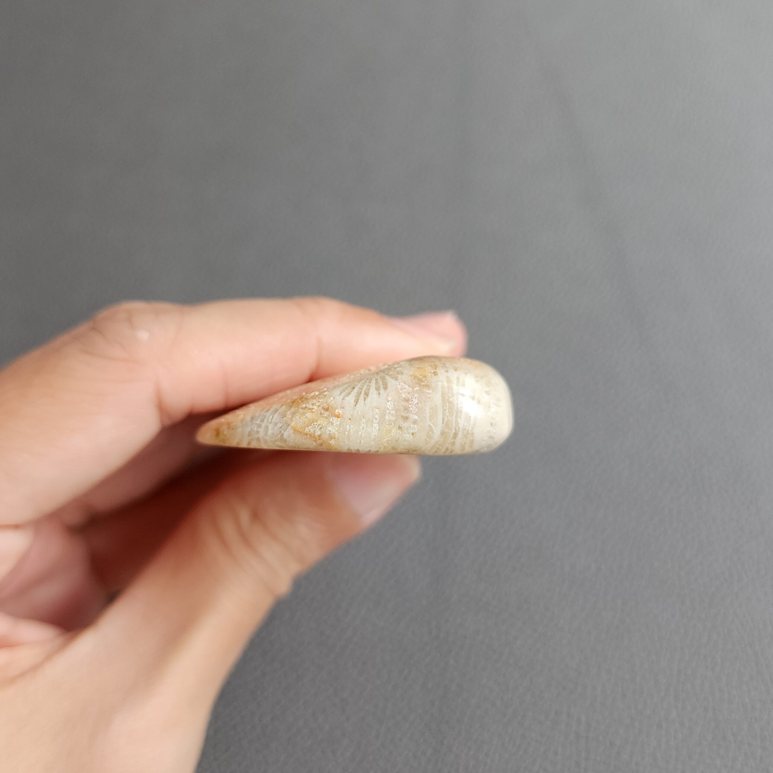 Fossilized Coral Slab C1033