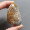 Fossilized Coral Freeform Piece C1072
