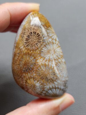 20241114_114232 Fossilized Coral Freeform Piece C1072