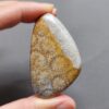 Fossilized Coral Freeform Piece C1072