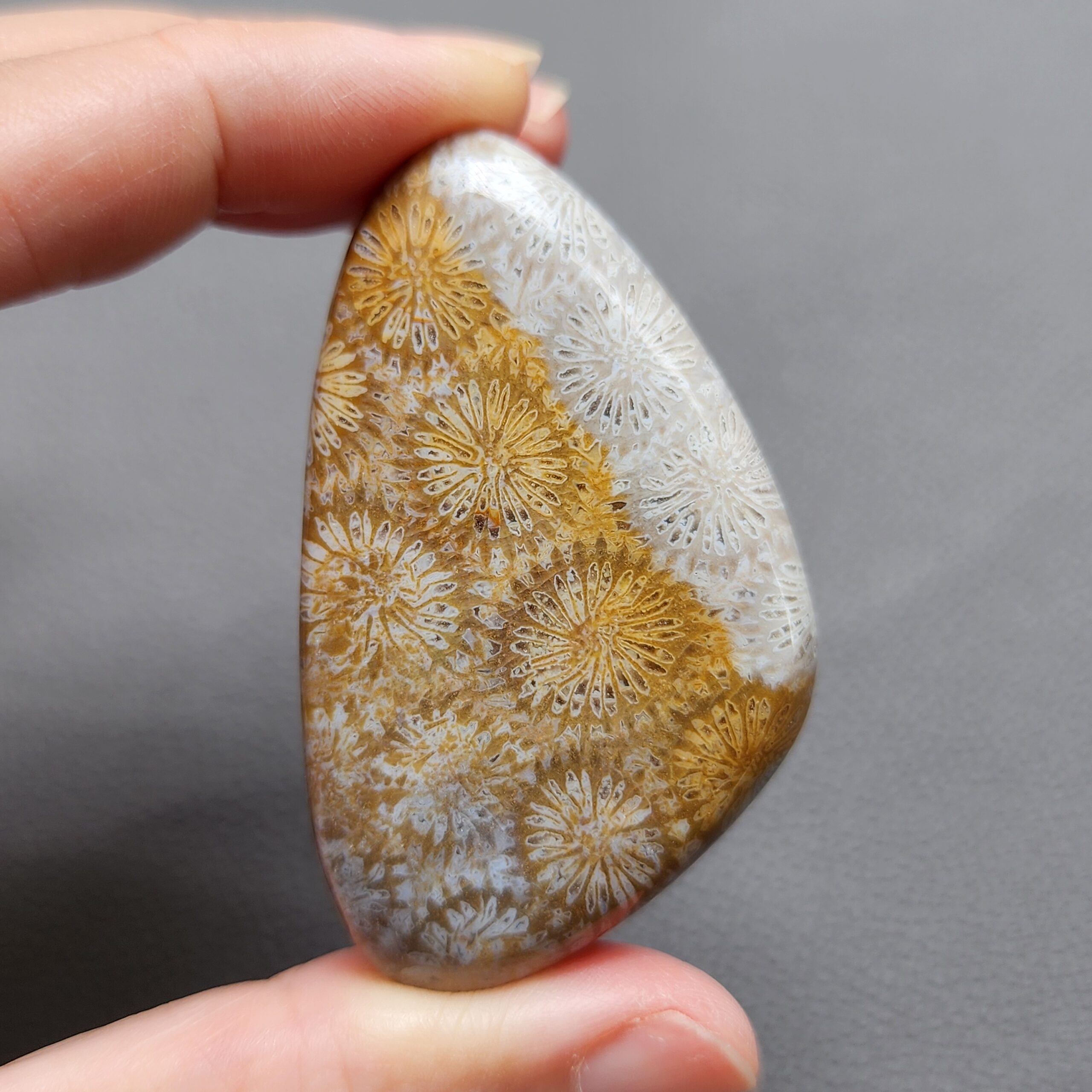 Fossilized Coral Freeform Piece C1072