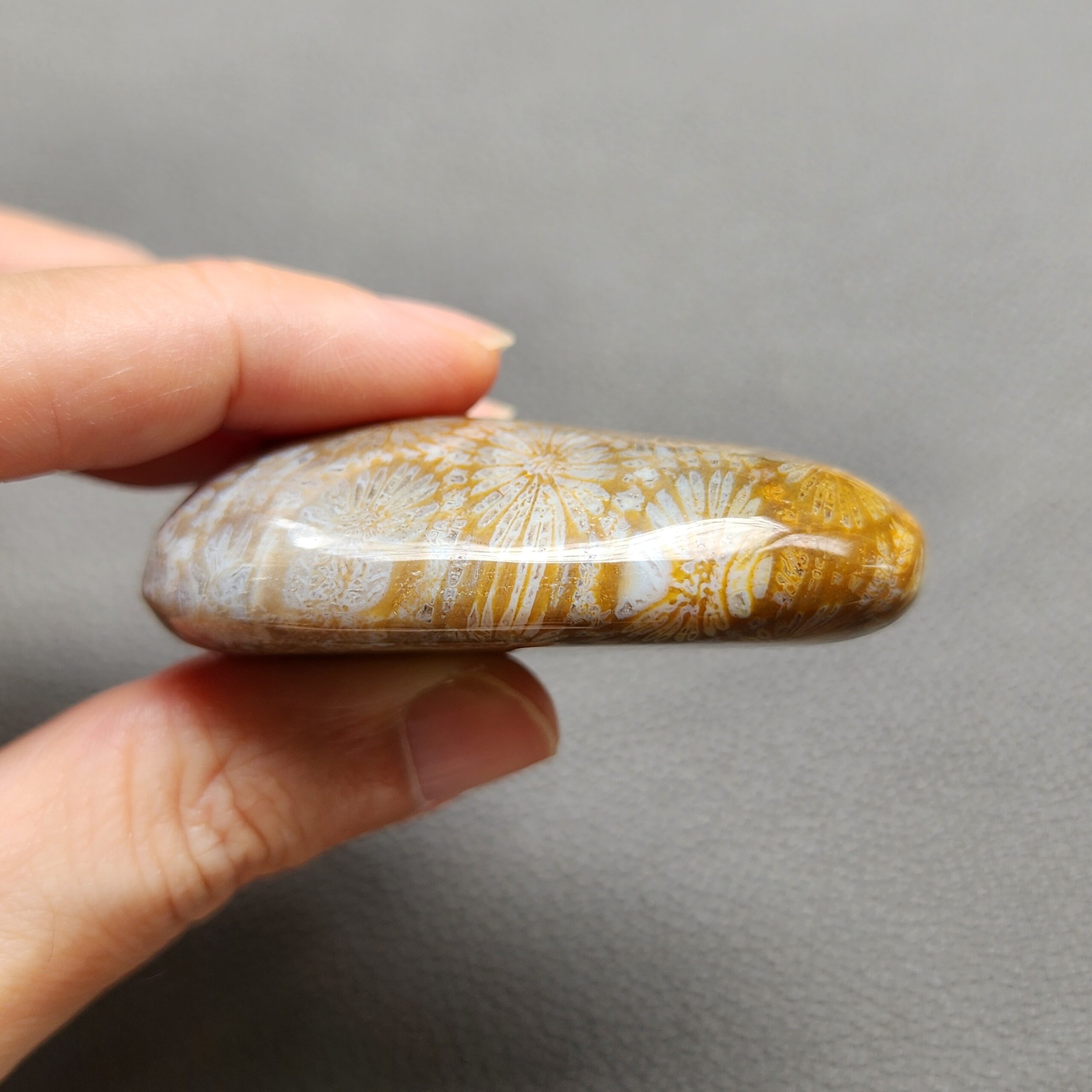 Fossilized Coral Freeform Piece C1072