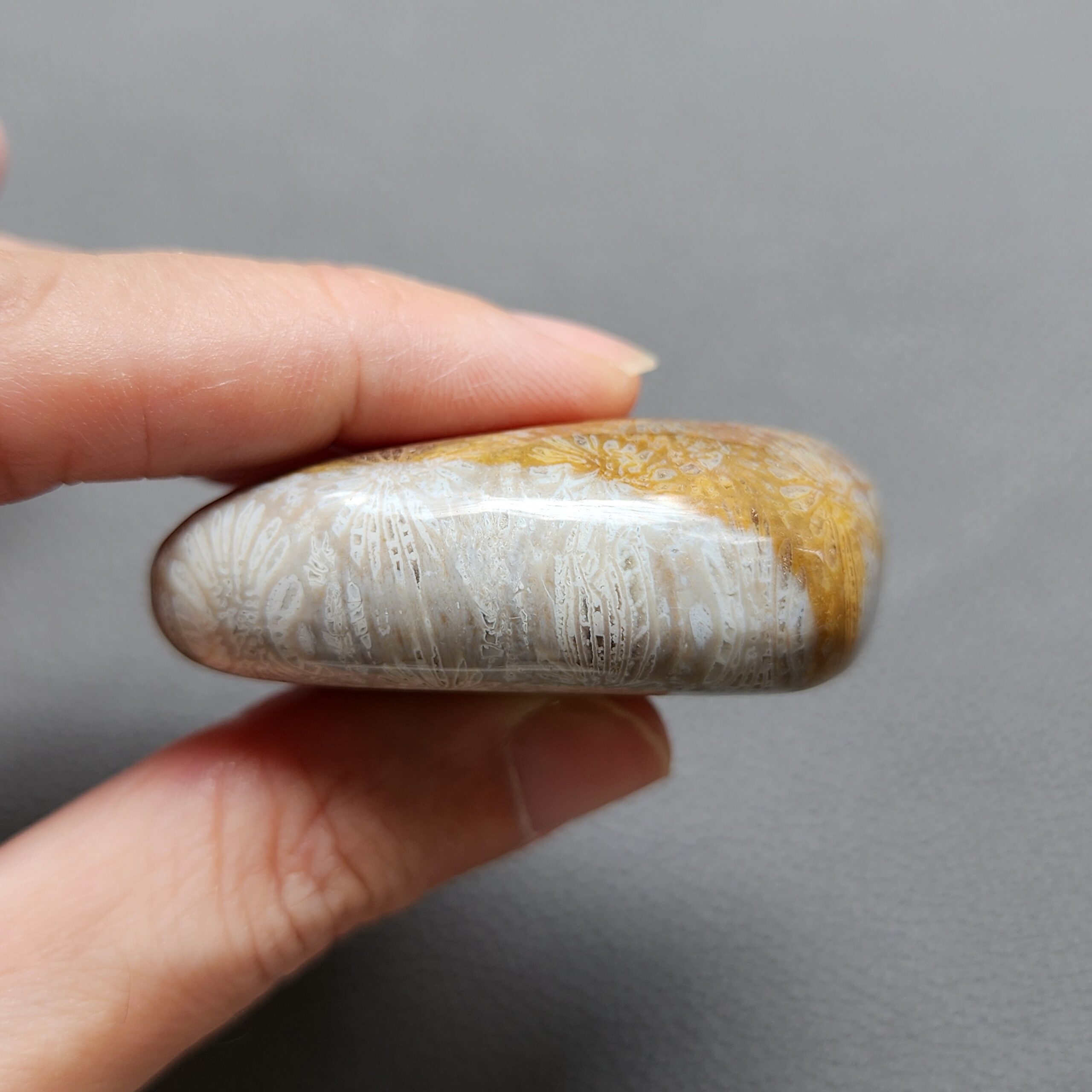 Fossilized Coral Freeform Piece C1072