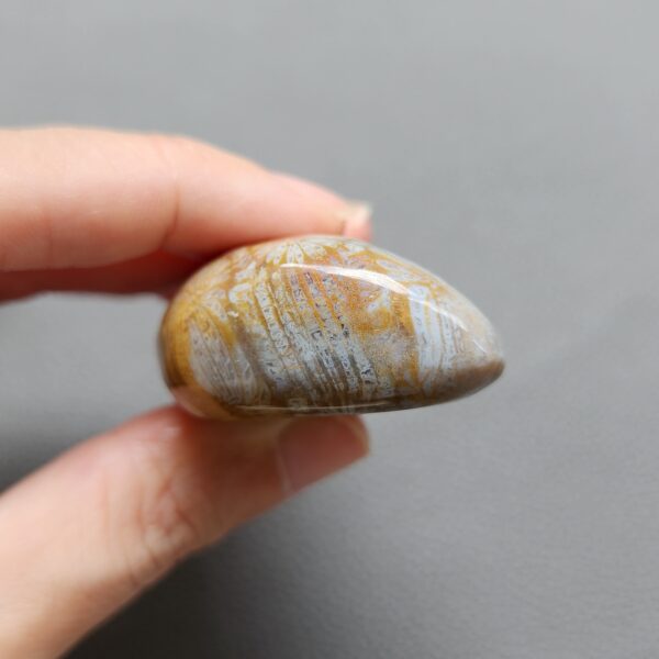 Fossilized Coral Freeform Piece C1072