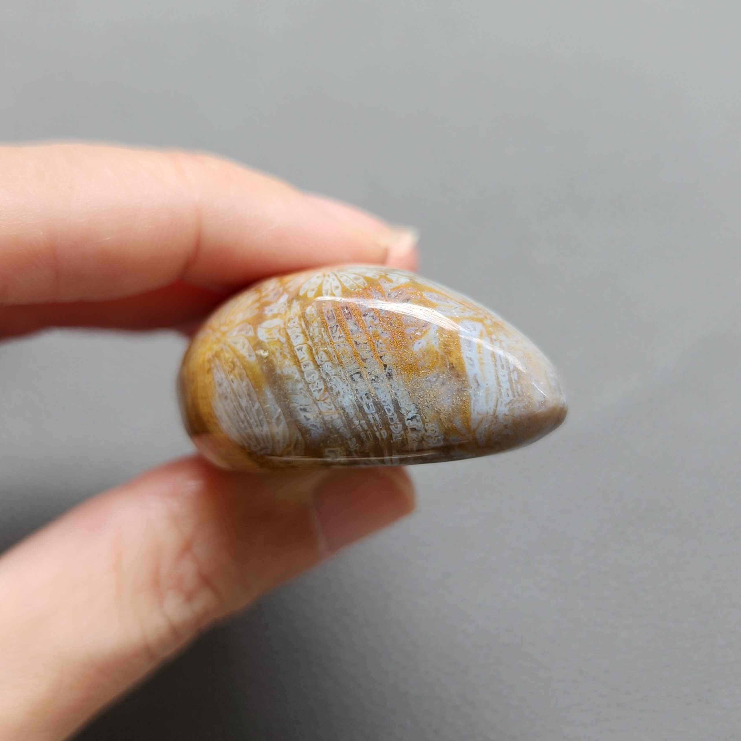 Fossilized Coral Freeform Piece C1072