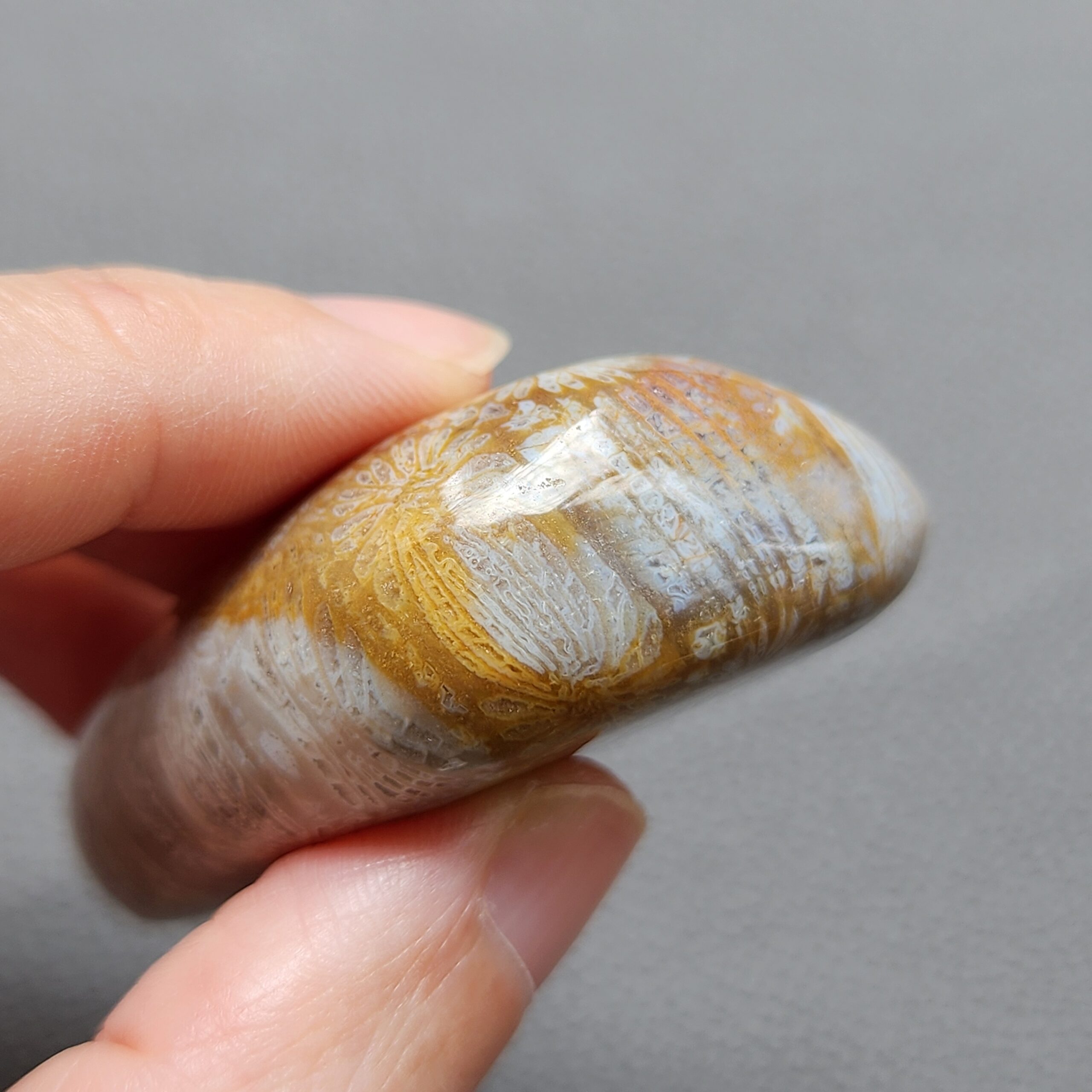 Fossilized Coral Freeform Piece C1072