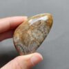 Fossilized Coral Freeform Piece C1072