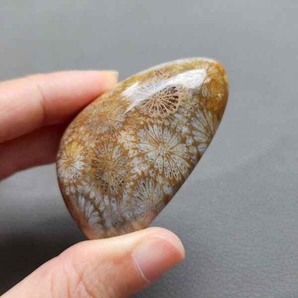 Fossilized Coral Freeform Piece C1072