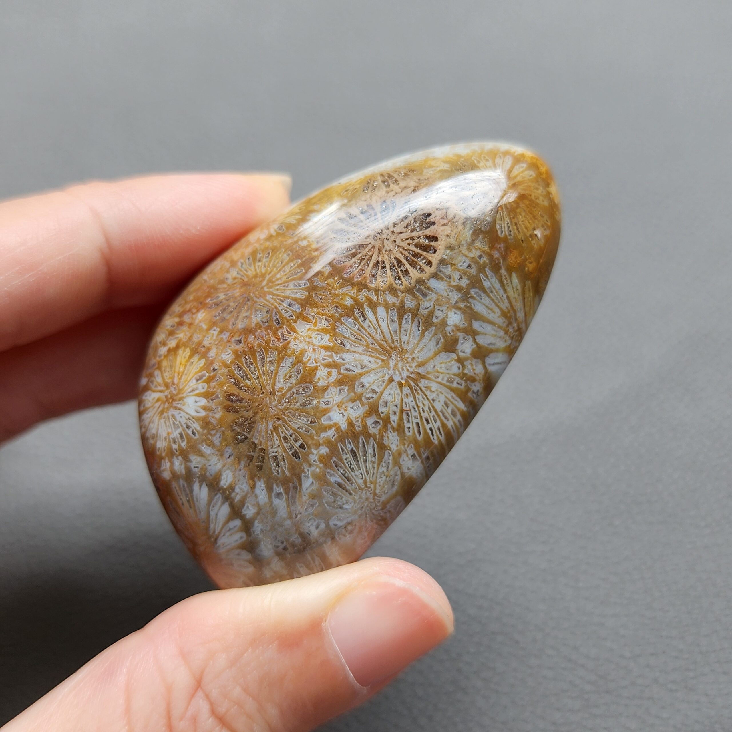 Fossilized Coral Freeform Piece C1072